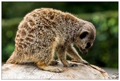 Jessica's August Visit 13  Castle Ashby Gardens - The Meerkats