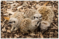Jessica's August Visit 14  Castle Ashby Gardens - The Meerkats