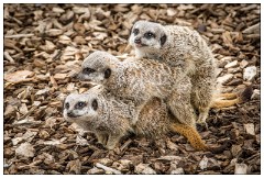 Jessica's August Visit 15  Castle Ashby Gardens - The Meerkats