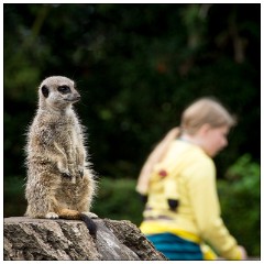 Jessica's August Visit 16  Castle Ashby Gardens - The Meerkats with Jessica