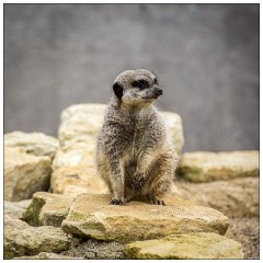 Jessica's August Visit 17  Castle Ashby Gardens - The Meerkats