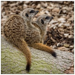Jessica's August Visit 18  Castle Ashby Gardens - The Meerkats