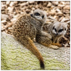 Jessica's August Visit 19  Castle Ashby Gardens - The Meerkats