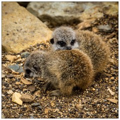 Jessica's August Visit 20  Castle Ashby Gardens - The Meerkats