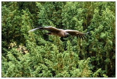 Nikki and Jason's Visit July 054  Flying the Birds of Prey
