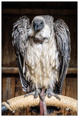 Nikki and Jason's Visit July 064  One of the Birds of Prey