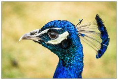 Nikki and Jason's Visit July 070  Peacock Garden