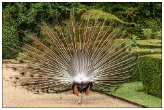 Nikki and Jason's Visit July 072  Peacock Garden