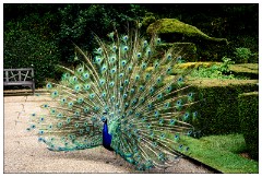 Nikki and Jason's Visit July 073  Peacock Garden
