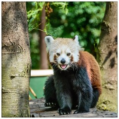 Nikki and Jason's Visit July 079  Shepreth Wildlife Park - Red Panda