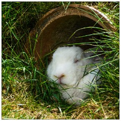 Nikki and Jason's Visit July 080  Shepreth Wildlife Park