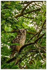 Nikki and Jason's Visit July 083  Shepreth Wildlife Park