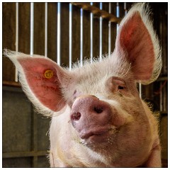 Nikki and Jason's Visit July 091  Wimpole Hall Farm