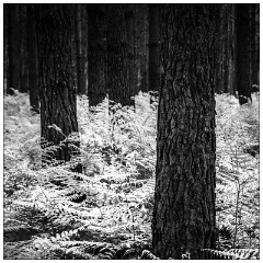 Image 05  Light in the Woods