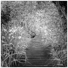 Image 11  The Boardwalk