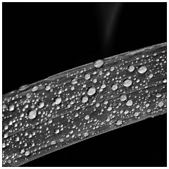 Image 13  Iris leaf and rain drops