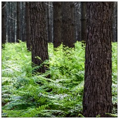 France 17  The Woods near Plage des Casernes