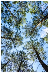 France 18  The Woods near Plage des Casernes