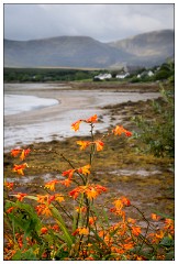 The Dingle Penisula 12  Montbretia