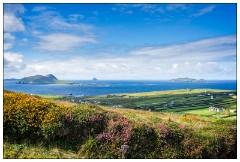 The Dingle Penisula 13  View with Fushia and Montbetia