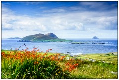 The Dingle Penisula 14  The view with Montbretia