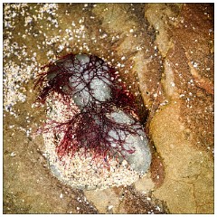 The Dingle Penisula 17  Pebble with Seaweed