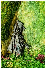 The Dingle Penisula 22  Seaweed on the Rocks