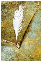 The Dingle Penisula 23  Feather in the Rocks