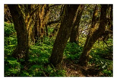 La Gomera 063  Raso de la Bruma views