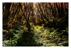 La Gomera 065  Raso de la Bruma views
