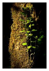 La Gomera 066  Plants in Raso de la Bruma