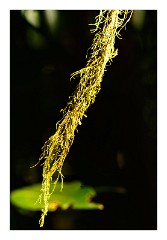 La Gomera 067  Plants in Raso de la Bruma