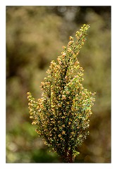 La Gomera 068  Heather in Raso de la Bruma
