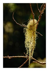 La Gomera 069  Plants in Raso de la Bruma