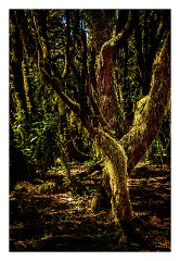La Gomera 070  Plants in Raso de la Bruma