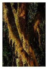 La Gomera 071  Plants in Raso de la Bruma