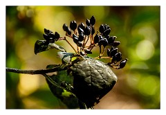 La Gomera 072  Plants in Raso de la Bruma