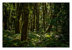 La Gomera 074  Walking in the Forest El Cedro to Ermita de Lourdes