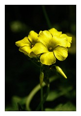 La Gomera 075  Walking in the Forest El Cedro to Ermita de Lourdes