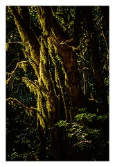La Gomera 076  Walking in the Forest El Cedro to Ermita de Lourdes