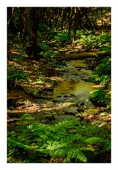 La Gomera 077  Walking in the Forest El Cedro to Ermita de Lourdes