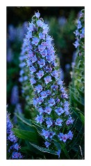La Gomera 078  Flowers around the Viewpoint del Morrode de Agando