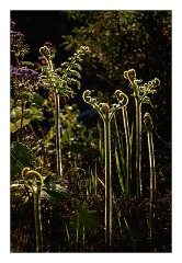 La Gomera 079  Flowers around the Viewpoint del Morrode de Agando