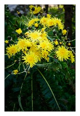 La Gomera 080  Flowers around the Viewpoint del Morrode de Agando - large dandelion