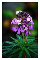 La Gomera 081  Flowers at the Visitor Centre Garajonay National Park