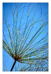 La Gomera 082  Flowers at the Visitor Centre Garajonay National Park - Grasses
