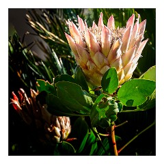 La Gomera 083  Flowers at the Visitor Centre Garajonay National Park - Protea