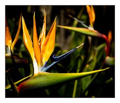 La Gomera 084  Flowers at the Visitor Centre Garajonay National Park - Bird of Paradise