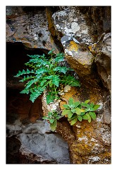 La Gomera 034  Arure looking over Taguluche viewpoint - plant in the rocks