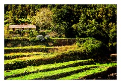 La Gomera 085  El Cedro
